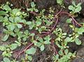 Porthlace oleracea